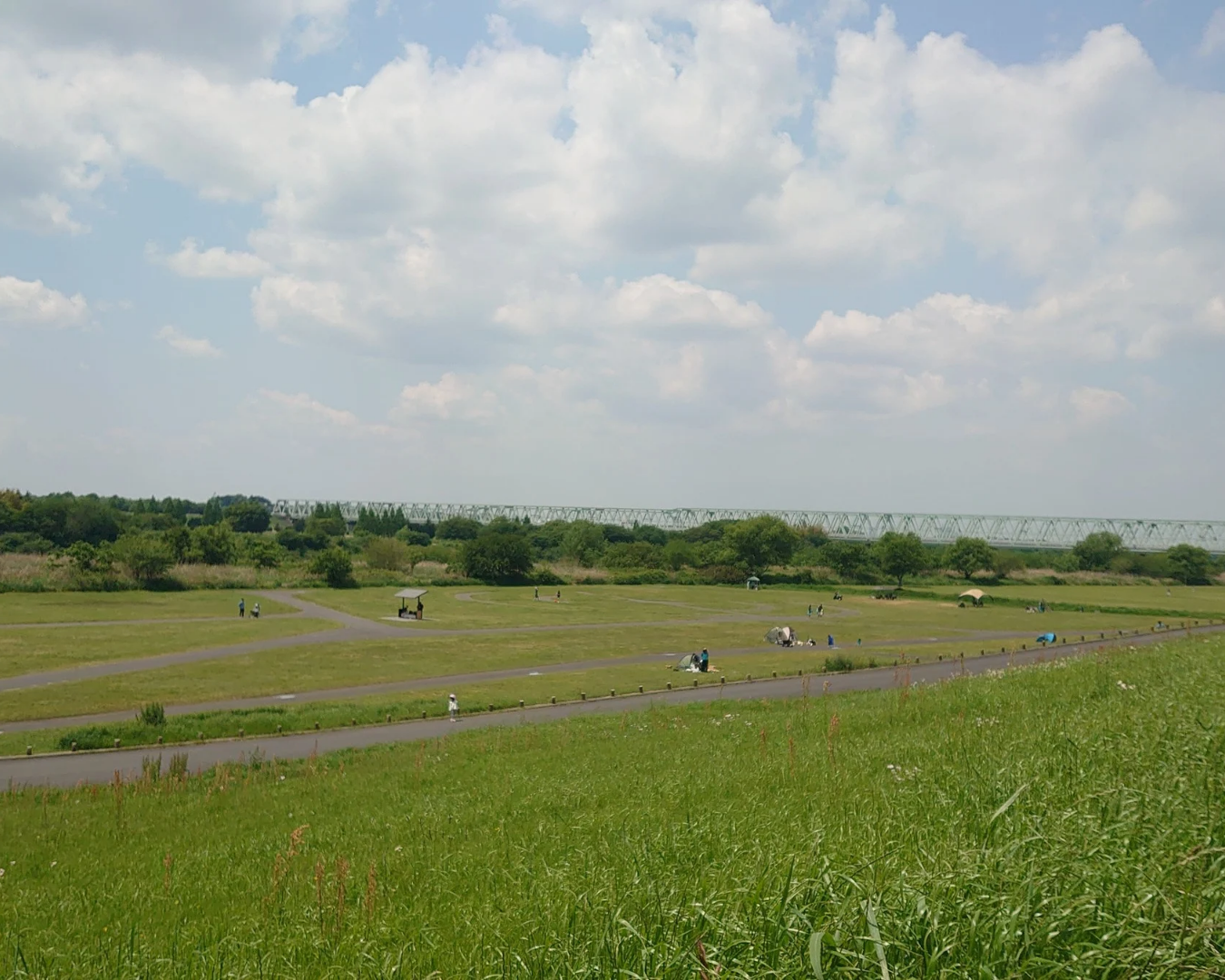 イノシシ