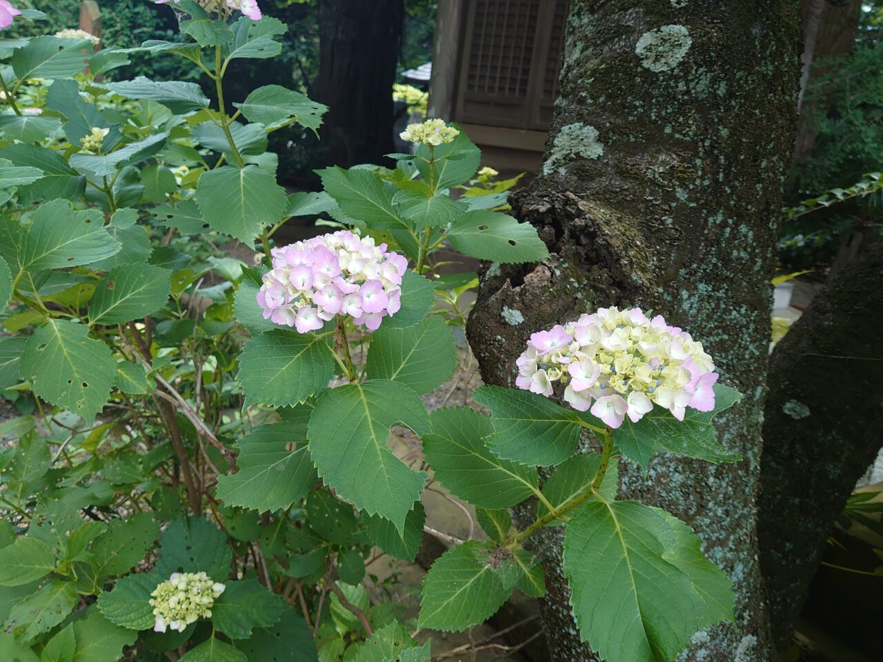 長禅寺