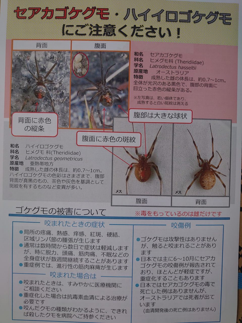 セアカゴケグモ