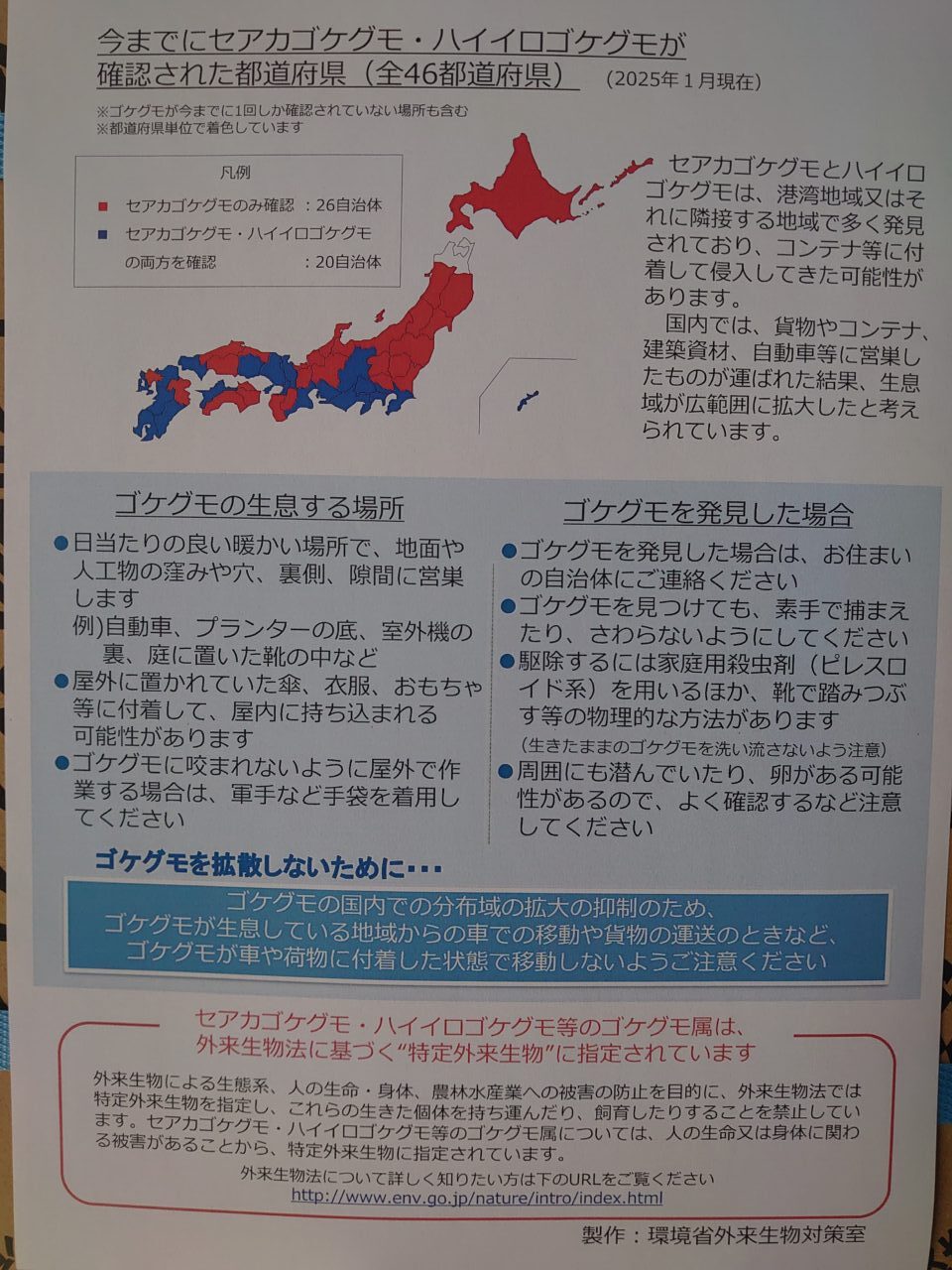 セアカゴケグモ
