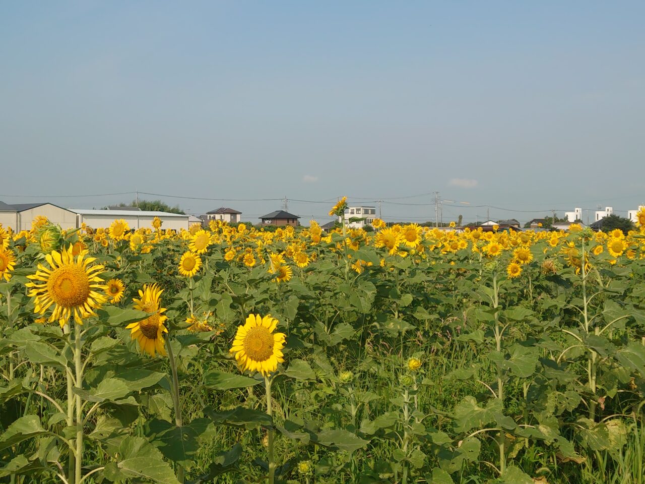 ふれあい花畑