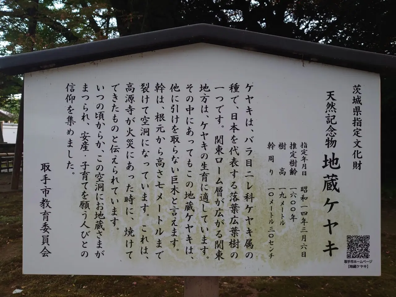 地蔵ケヤキ