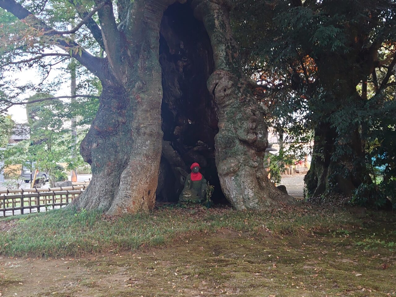 地蔵ケヤキ