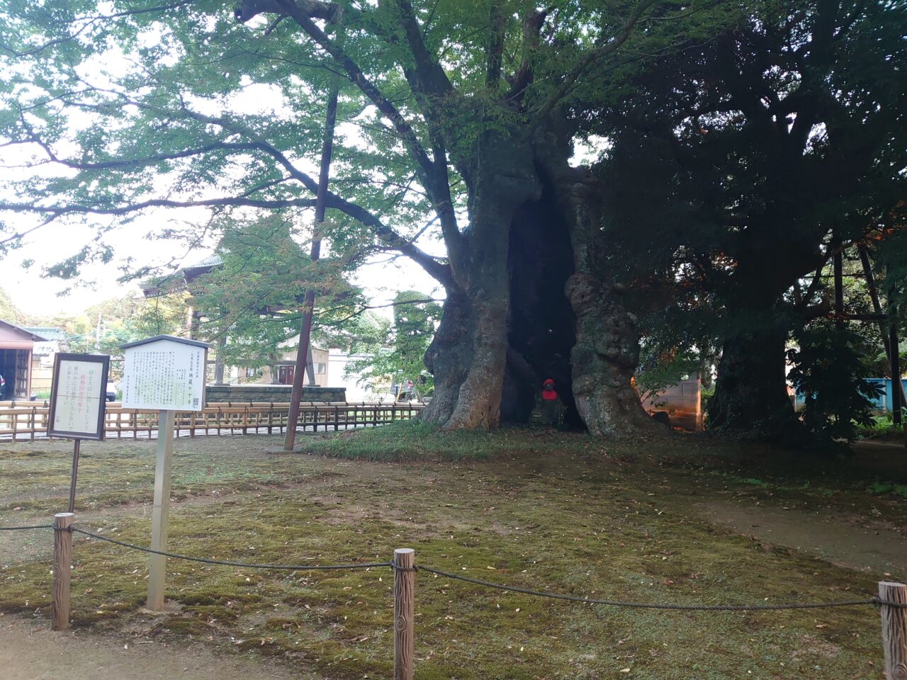 地蔵ケヤキ