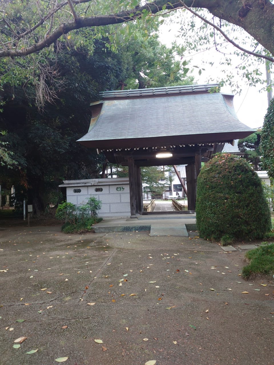地蔵ケヤキ