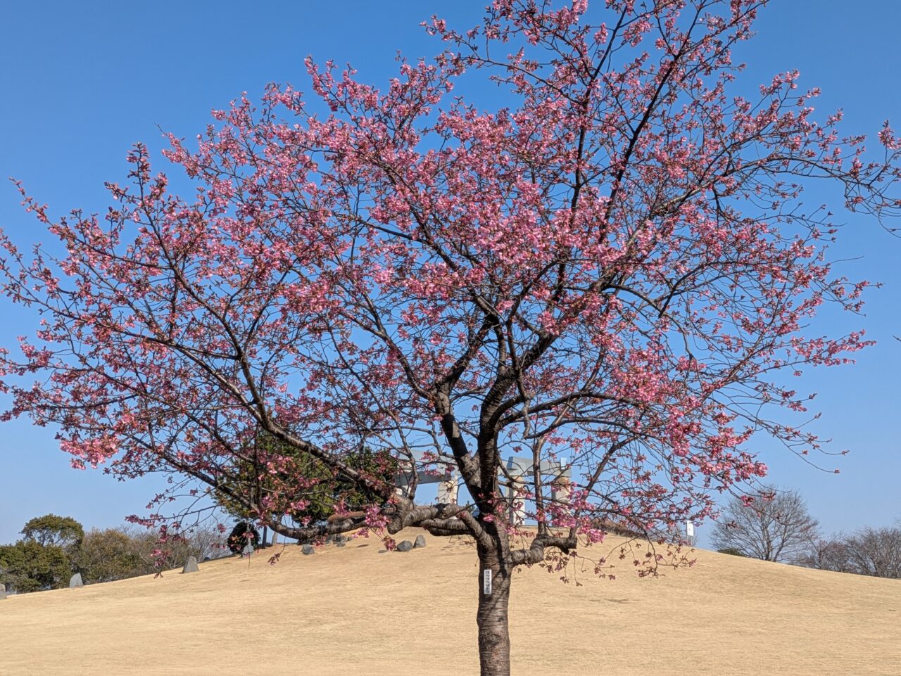 陽光桜