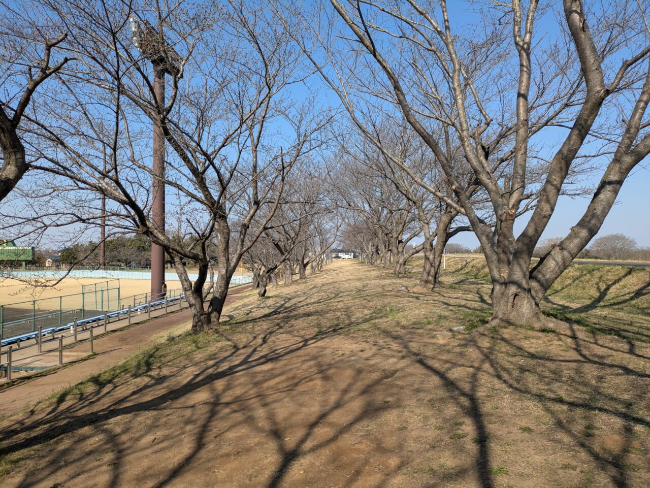 ソメイヨシノ桜並木