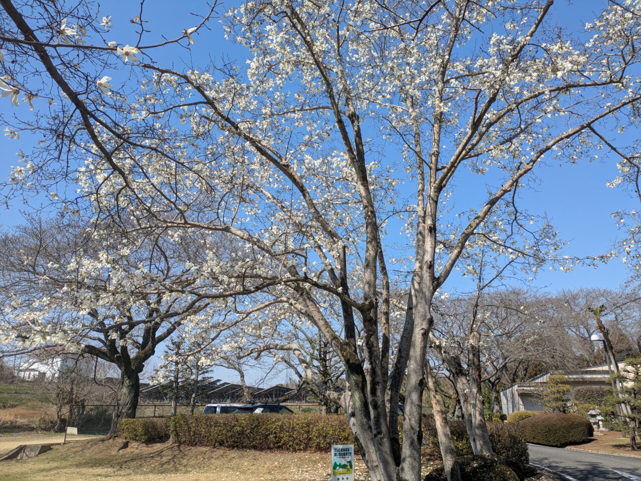 満開の桜