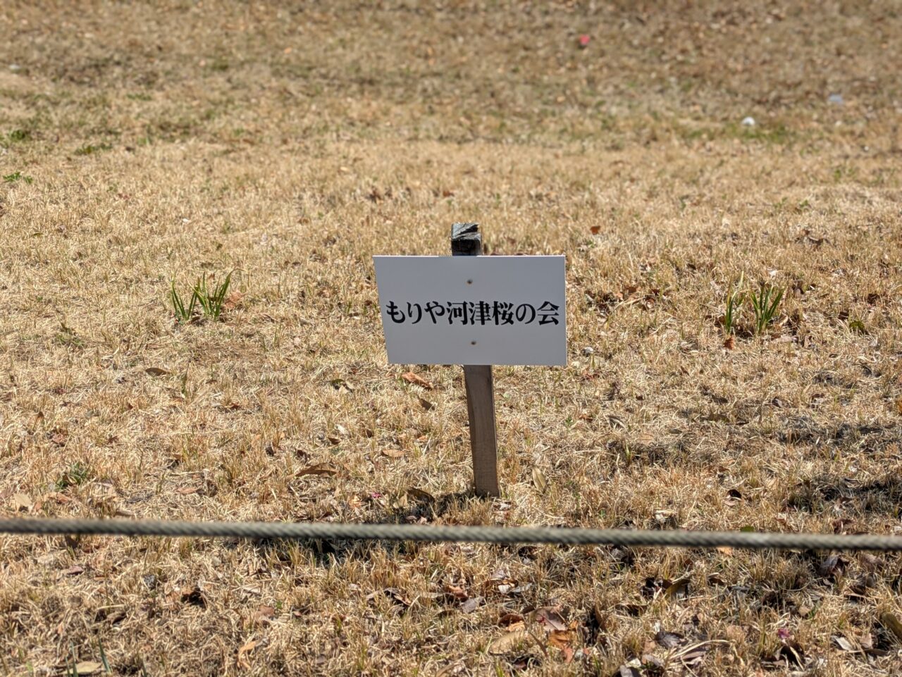 河津桜の看板