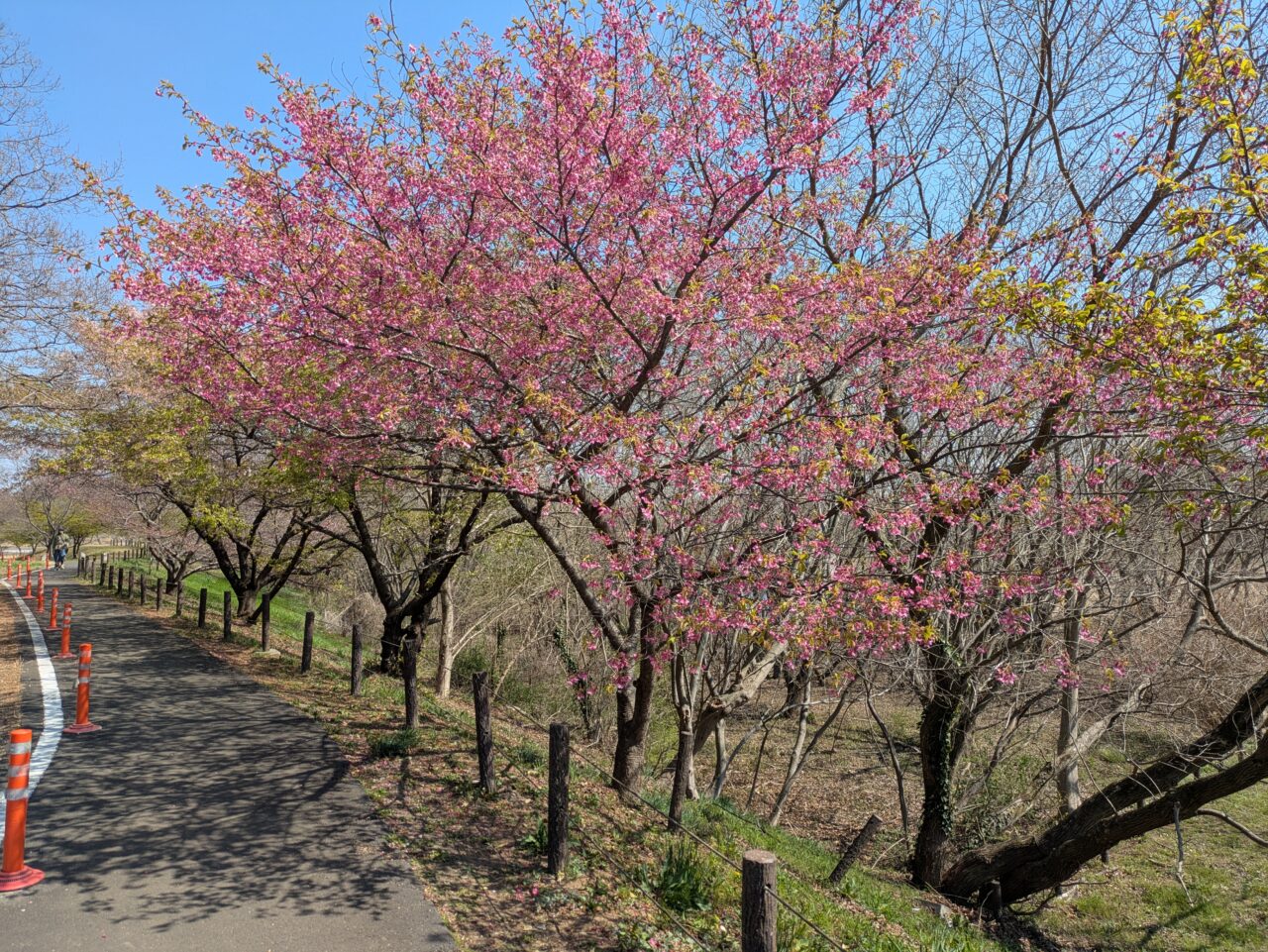 河津桜