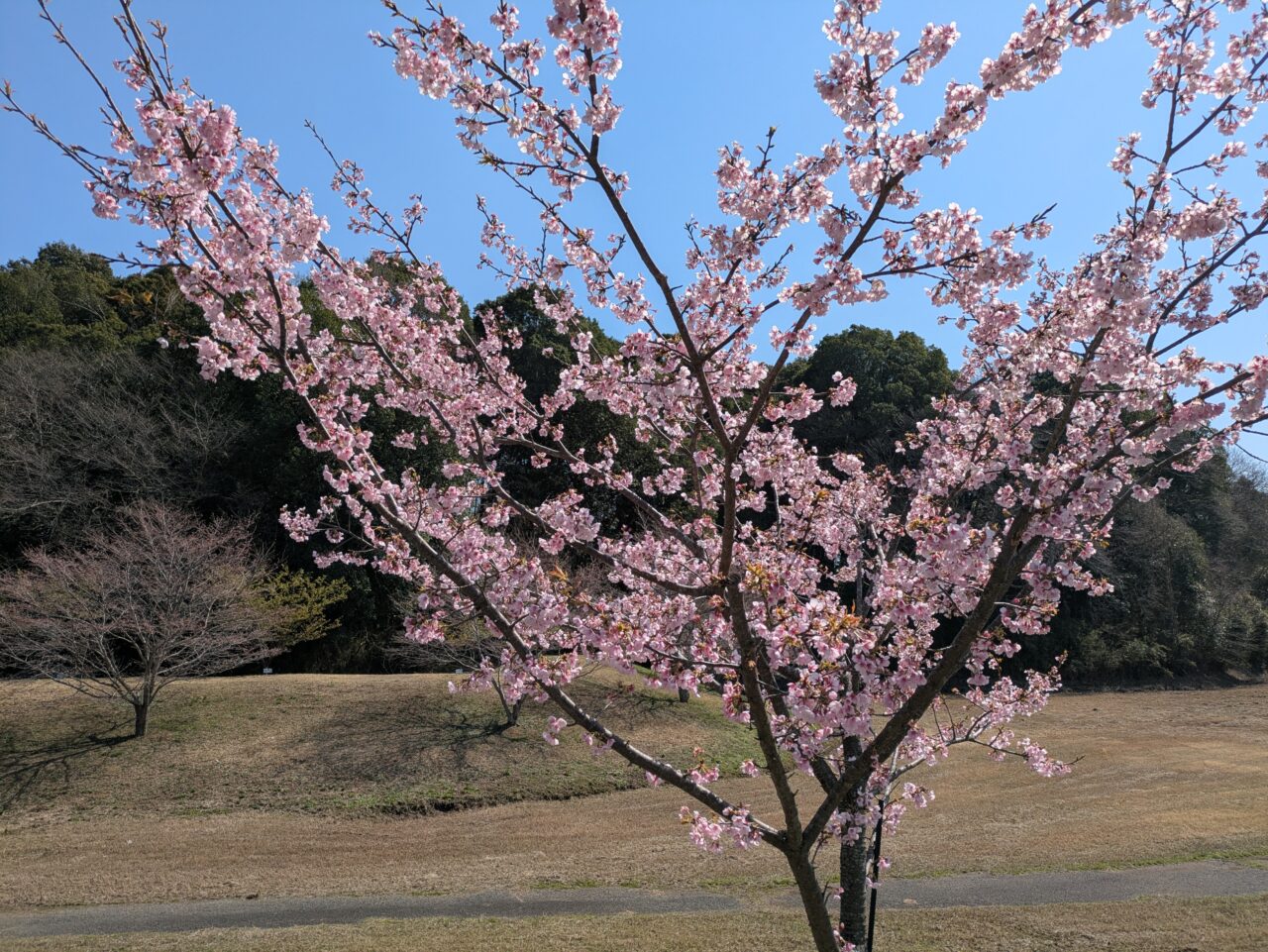 満開の桜