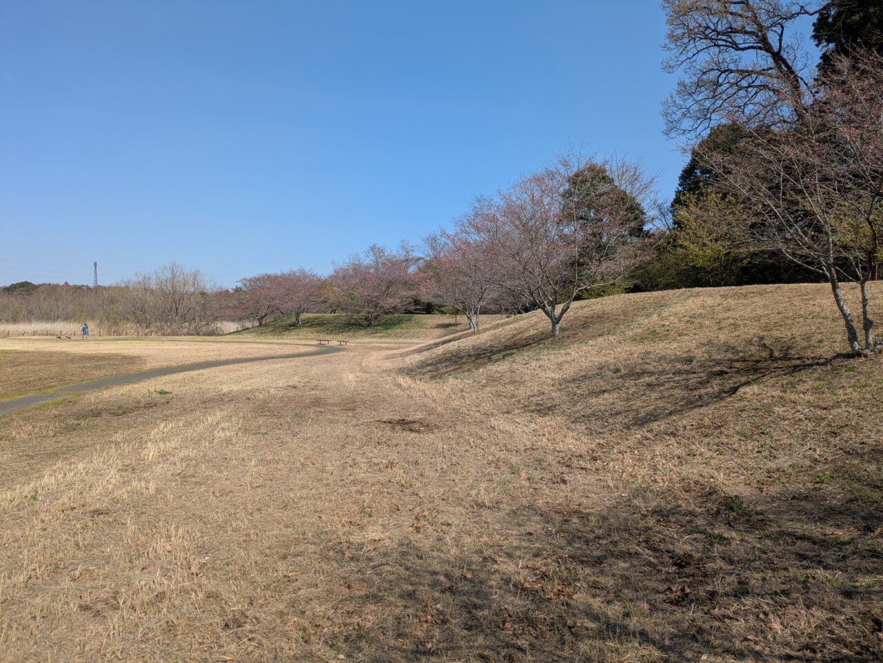 ほんのりピンク色の桜
