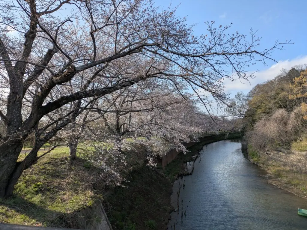 川沿いの桜