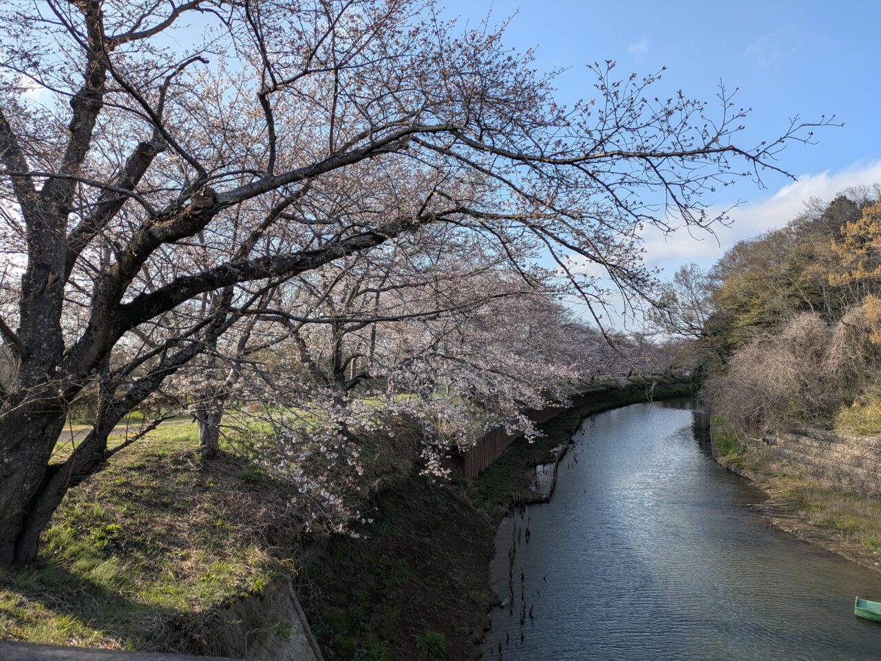 川沿いの桜