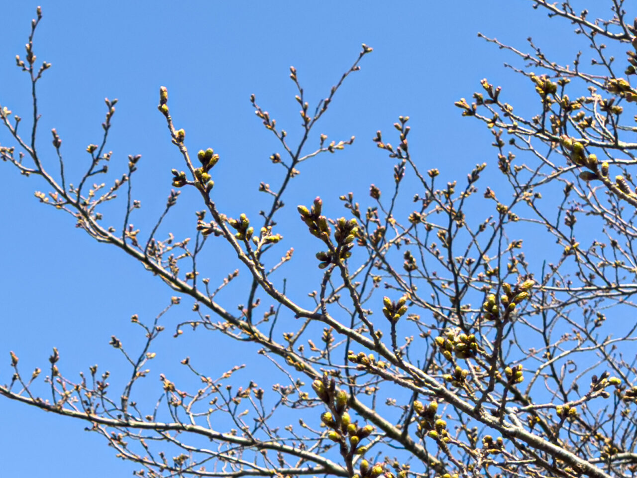 さくら荘 つぼみ