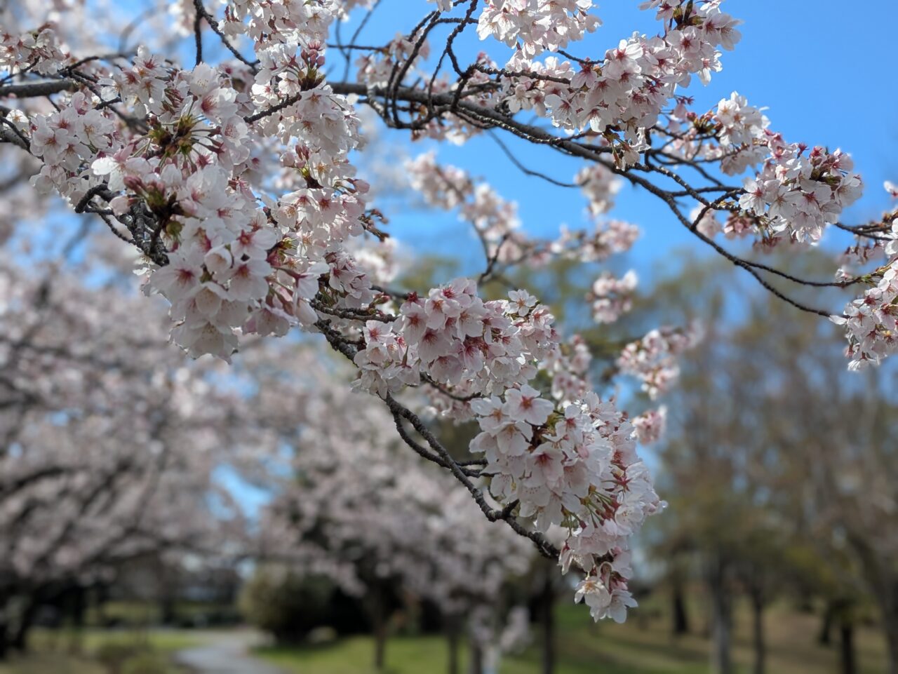 満開の桜