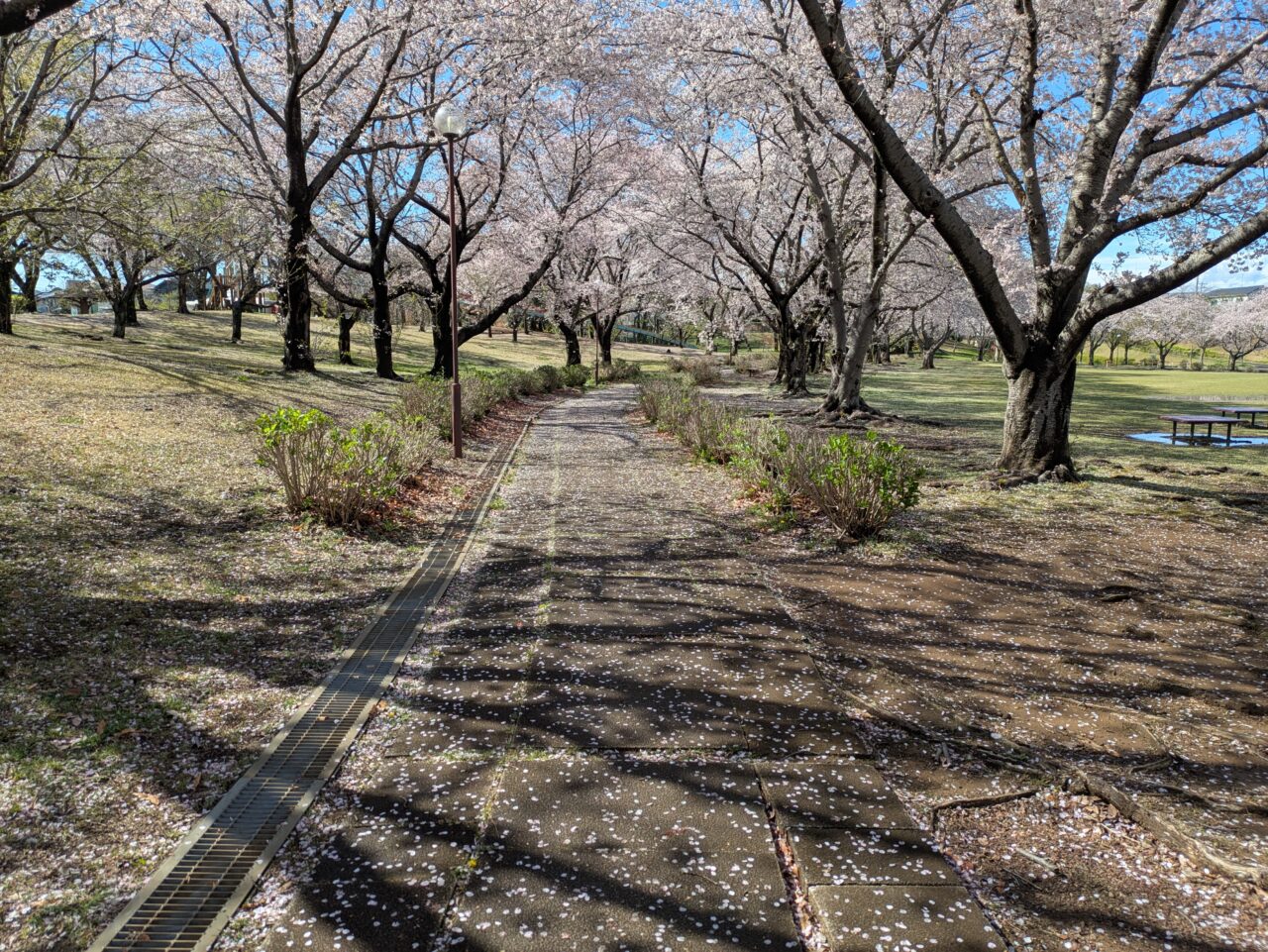 桜の花びらが落ちている